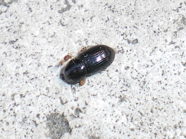 Aphodiidae: Calamosternus granarius e Tenebrionidae: Asida bayardi bayardi